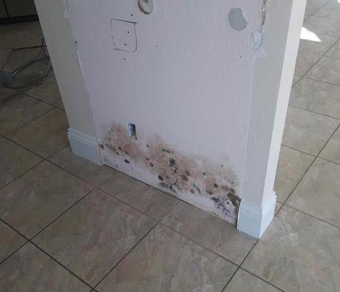 Mold growth in the bottom of a wall