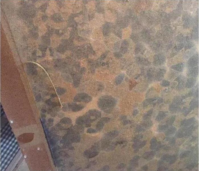 Patches of mold developing on a drywall
