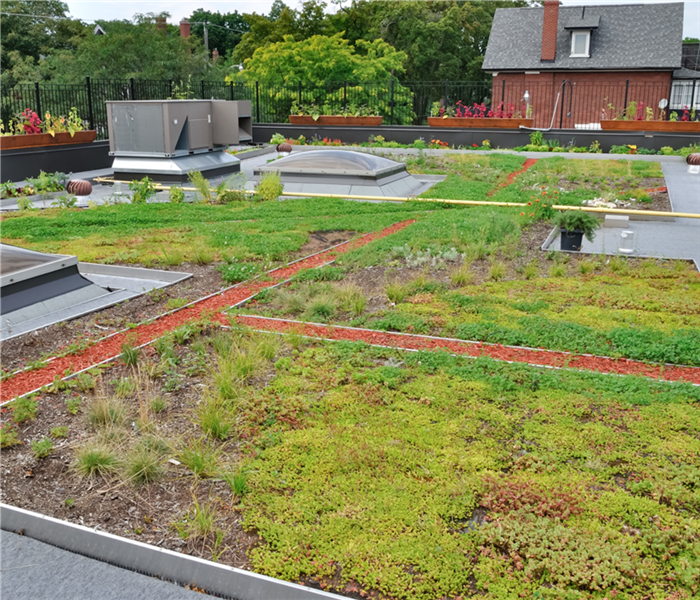 green roof on urban building